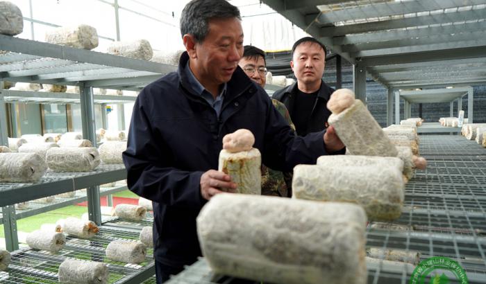马越垠在龙门张家左家林场调研
