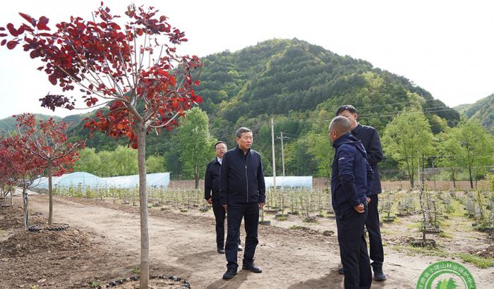 马越垠在李子江洛麻沿林场调研